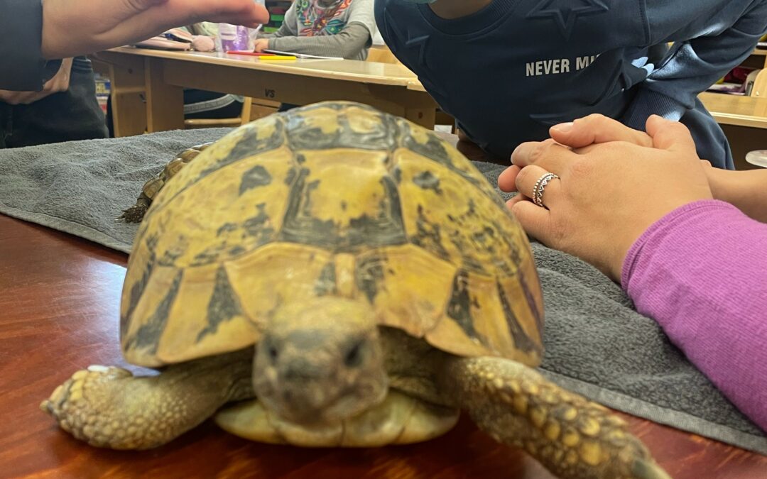 Die Schildkrötenklasse bekommt Besuch